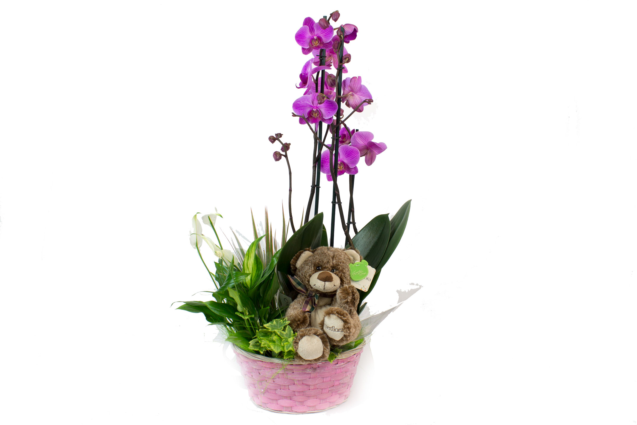 NASSAU Cesta con planta tamaño medio y orquídea extra de tres varas  florales y oso de peluche - Floristeria Martínez