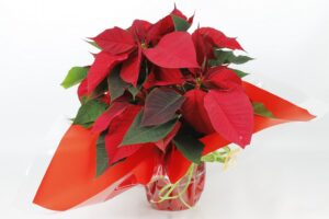 POINSETIA