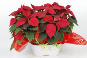 POINSETIAS DOS PLANTAS CON CESTA DE MIMBRE